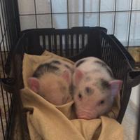 Maiale nano mini pig juliana