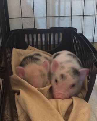 Maiale nano mini pig juliana