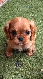 Cavalier King con pedigree enci