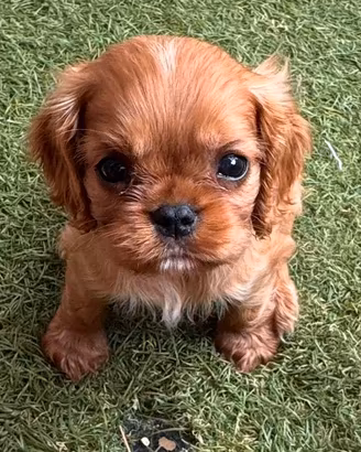 Cavalier King con pedigree enci