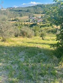 terreno  2 ettari Loreto Aprutino zona Colle Palma