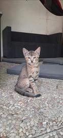 Gattina tigrata dolcissima
