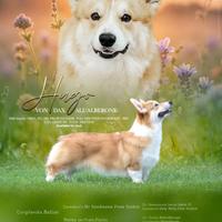 Disponibile per monta - Welsh Corgi Pembroke