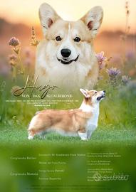 Disponibile per monta - Welsh Corgi Pembroke