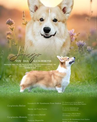 Disponibile per monta - Welsh Corgi Pembroke