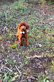 Barboncino red con pedigree Enci