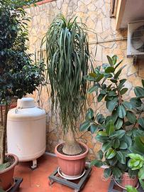 Beaucarnea “Mangiafumo”