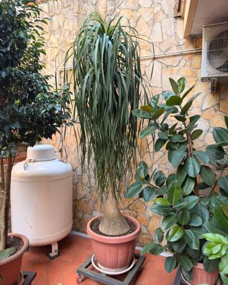 Beaucarnea “Mangiafumo”