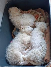 Sorelline mielose in adozione