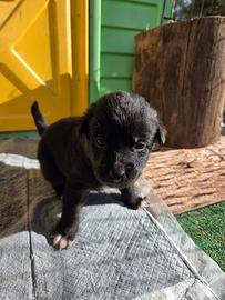 Cuccioli incrocio labrador e bracco tedesco