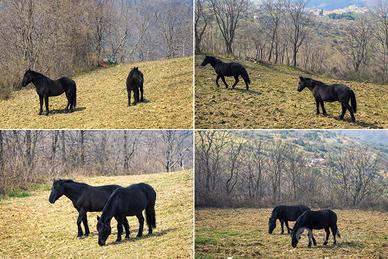 Cavallo Murgese - 1 anno