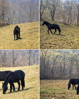 Cavallo Murgese - 1 anno