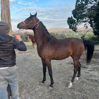 Cavallo arabo
