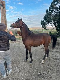 Cavallo arabo