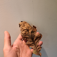 Foglie per acquario catappa/quercia