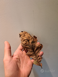 Foglie per acquario catappa/quercia