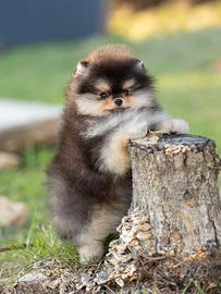 Spitz Di Pomerania Mini