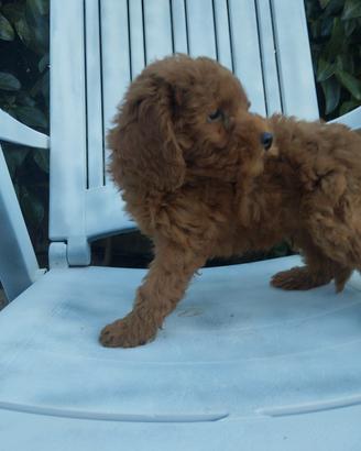 cucciolo di barboncino toy