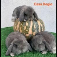 Conigli coniglietti ariete nano mini fata