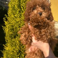 Femmina di barboncino mini toy colore rosso