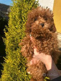 Femmina di barboncino mini toy colore rosso