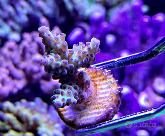 Acropora Strawberry