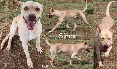 Simon, un cagnolone stupendo, dal fisico longilin