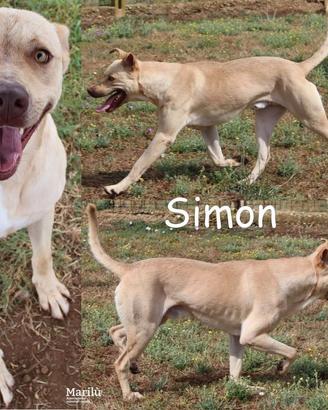 Simon, un cagnolone stupendo, dal fisico longilin
