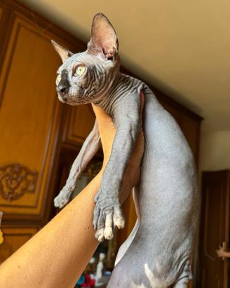 Maschietto di gatto Sphynx