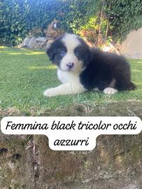 Cuccioli di pastore australiano