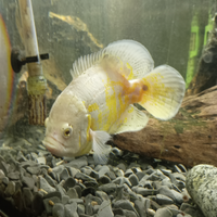 Astronotus ocellatus