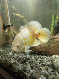 Astronotus ocellatus