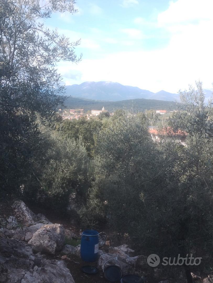 Uliveto (100 piante) a Sonnino - Vista 5
