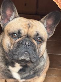 Bulldog francese