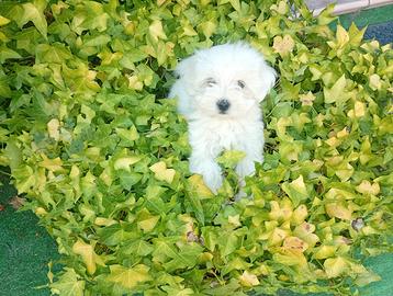 Maltesina cucciola