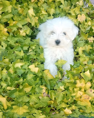 Maltesina cucciola