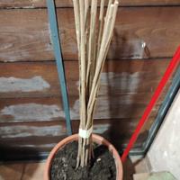 13 + 2 piante omaggio nocciole di 1 anno 