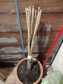 13 + 2 piante omaggio nocciole di 1 anno 