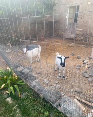 Caprette Tibetane