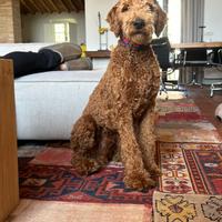 Regaliamo grande barbone marrone, maschio di 1