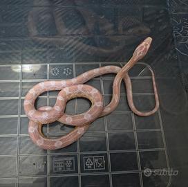 Pantherophis Guttatus