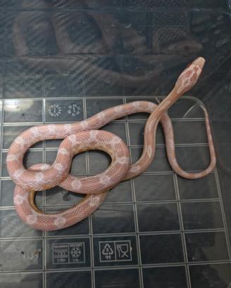 Pantherophis Guttatus