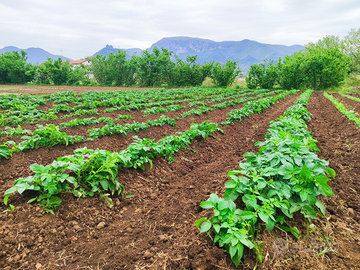 Terreno agricolo pianeggiante