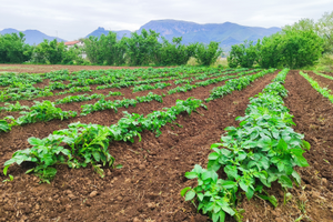 Terreno agricolo pianeggiante