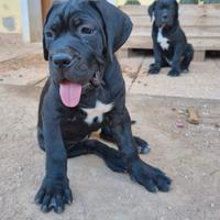 Cucciola di cane corso nera