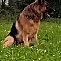 Pastore tedesco maschio per accoppiamento