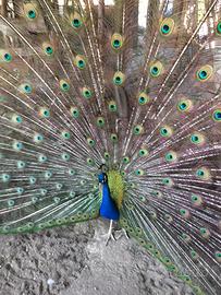 Vendita Pavoni, Galline Moroseta e Fagiani Dorati