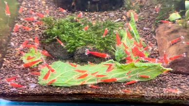 Caridine Super Crystal Red