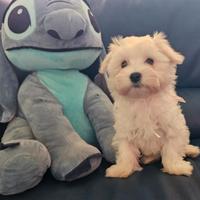 Cuccioli maltese con pedigree Enci