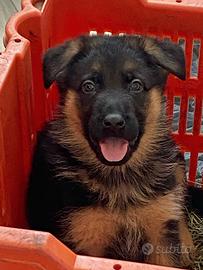 Cuccioli di pastore tedesco